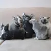 489255897466404868